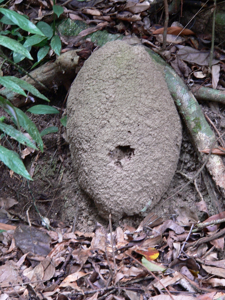 119 Wooroonooran.jpg